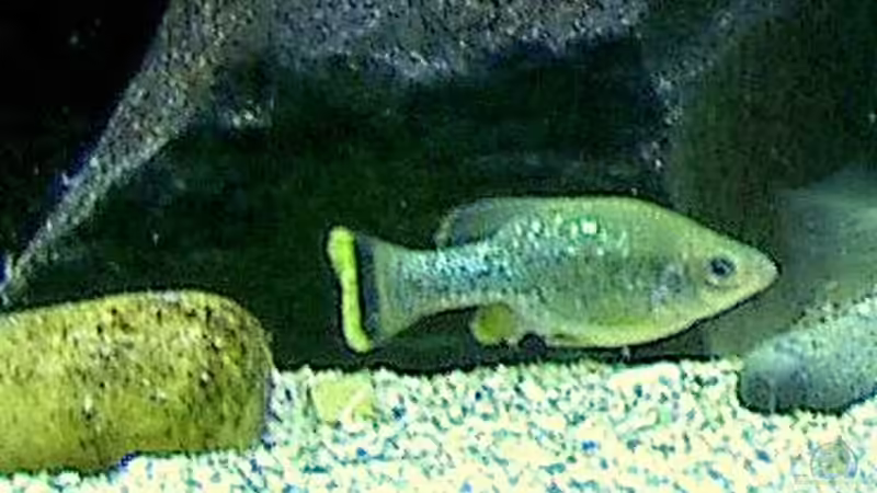 Ameca splendens male von Bert Teseling (16)