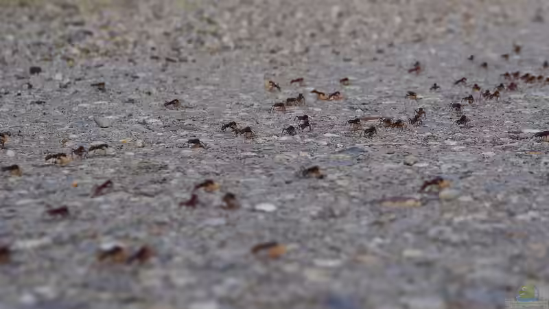 Ameisen im Garten - Nützliche Helfer oder lästige Plagegeister?