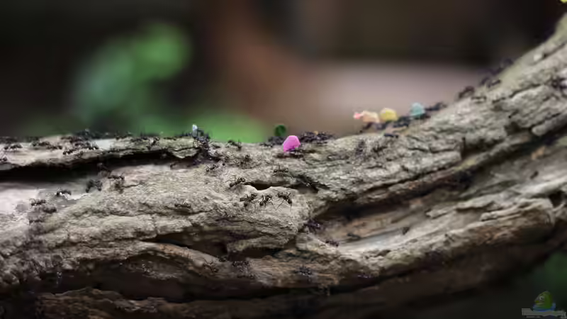 Ameisen im Garten - Nützliche Helfer oder lästige Plagegeister?