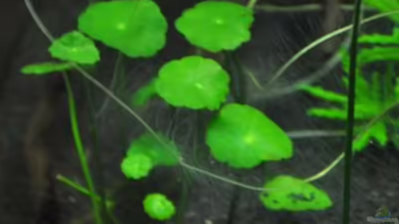 amerik. Wassernabel von Garfield (4)