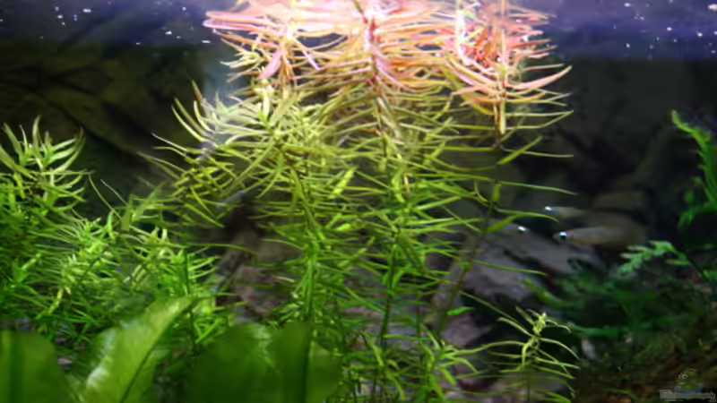 Didiplis diandra im Aquarium (Einrichtungsbeispiele mit Bachburgel)