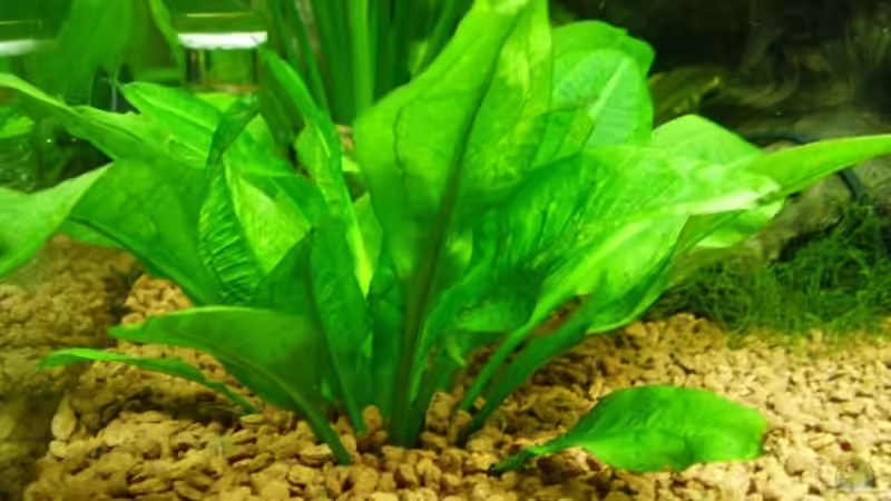 Amerikanische Bunge von Wels-fan (33)