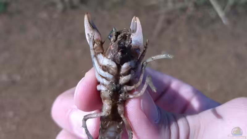 Amerikanische Flusskrebse auf dem Vormarsch - auch in Niederbayern