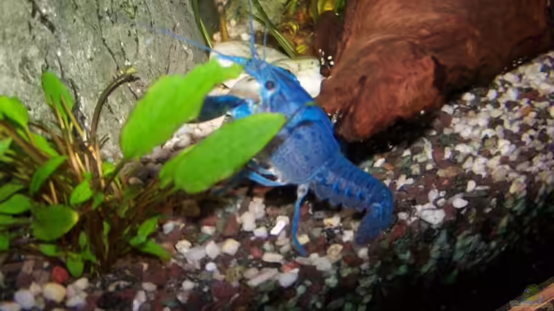 Amerikanische Flusskrebse auf dem Vormarsch - auch in Niederbayern