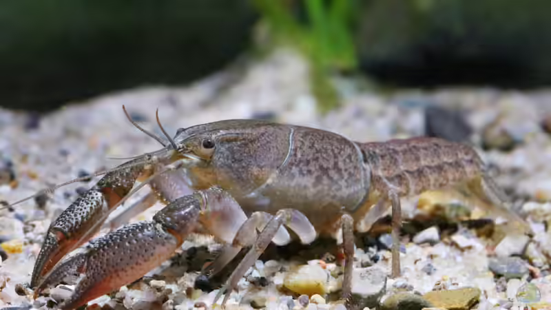 Amerikanische Flusskrebse auf dem Vormarsch - auch in Niederbayern