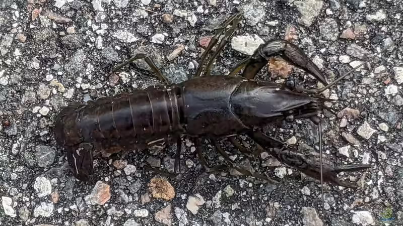 Amerikanische Flusskrebse auf dem Vormarsch - auch in Niederbayern
