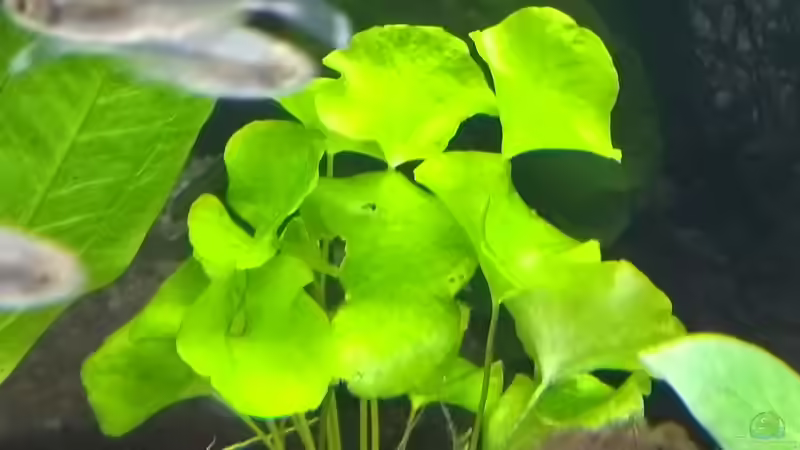 Amerikanischer Wassernabel, Hydrocotyle verticilliata von Stephy (17)