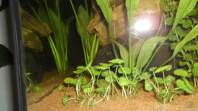 Amerikanischer Wassernabel ´Hydrocotyle verticillata´ vorne + Schwertpflanze ´Echinodorus bleheri´ hinten von ChillingTurtle (11)