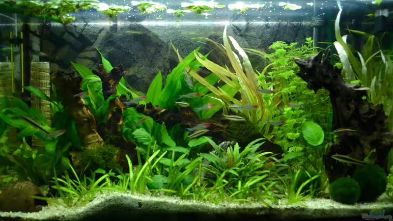 Amerikanisches Gesellschaftsbecken von Daniela (1)