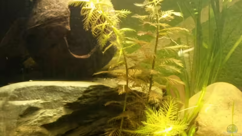 Amerikanisches Kammblatt von Robert&Alex (3)