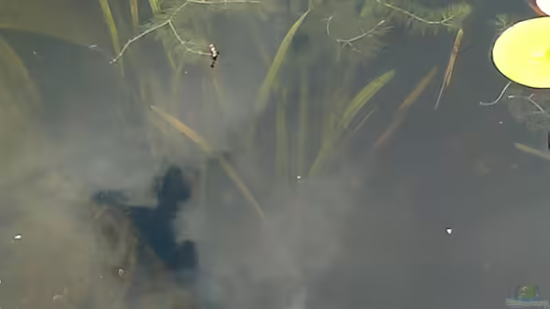 amerk. Wasserschraube von Sambia (15)