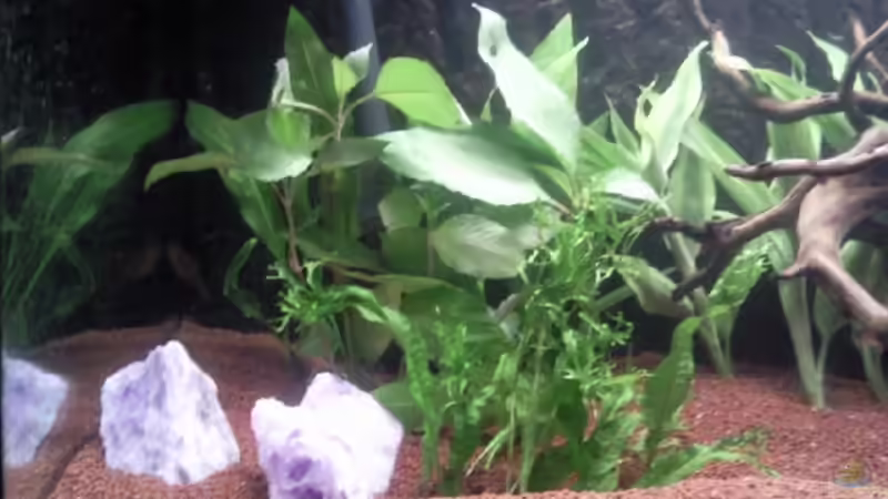 Amethyst von Diana Bach (3)