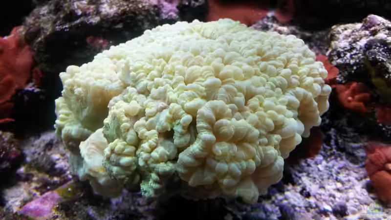 Aminosäuren im Meerwasseraquarium - Grundlage für besseres Korallenwachstum?