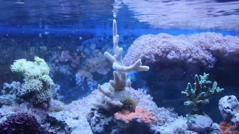 Aminosäuren im Meerwasseraquarium - Grundlage für besseres Korallenwachstum?