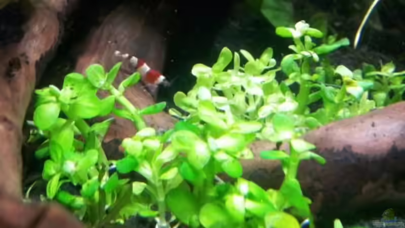 Ammania bonsai - Mittelgrund, neu eingesetzt von feuervogel-82 (18)