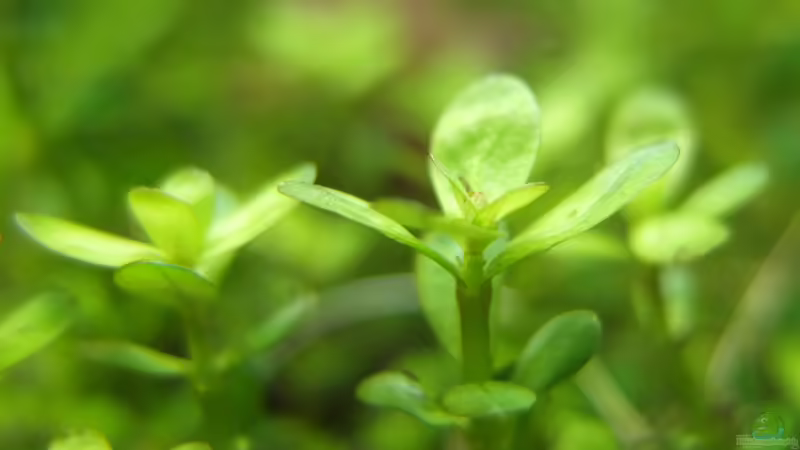 Ammania sp. Bonsai von axolotl (19)