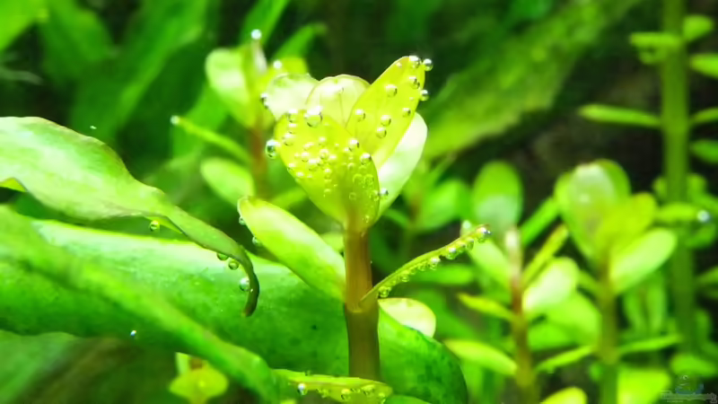 Ammania sp. Bonsai von axolotl (19)
