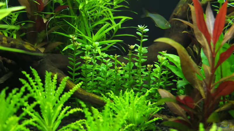 Ammania sp. Bonsai von axolotl (29)