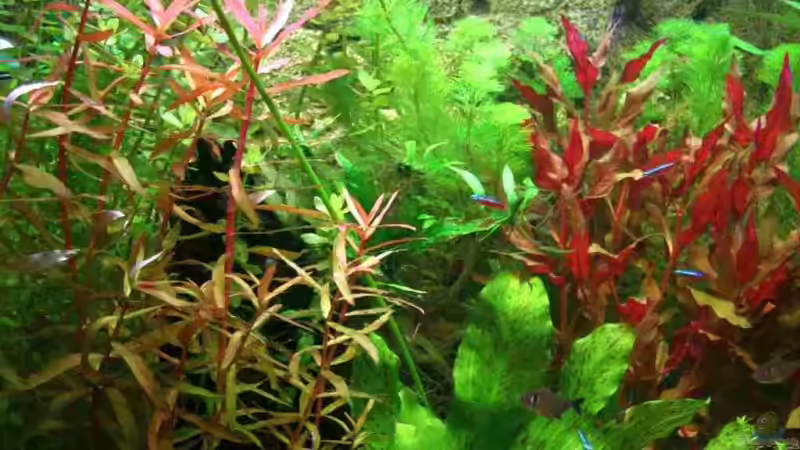 Ammannia gracilis, Echinodorus ´Ozelot´ von Mimia805 (4)