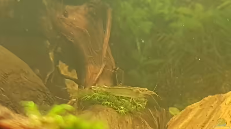 Ammano Garnele  von Kevin Engelsberger (37)