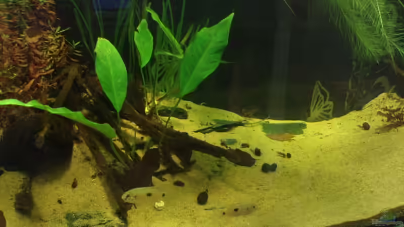 Amminia gracilis, A. hastifolia, V. spiralis, Pistia von aetti (4)