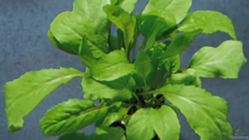 Amoracia aquatica (Wassermeerrettich) von Thomas Greve (6)