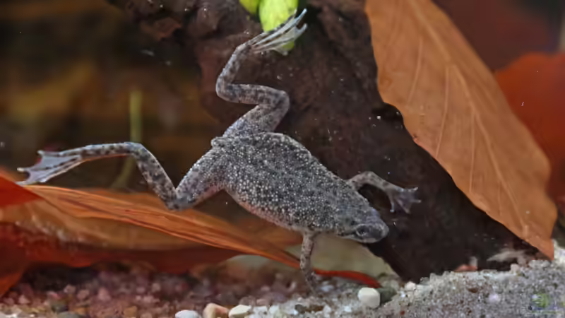 Amphibien im Aquarium - Haltung, Pflege und Besonderheiten einer faszinierenden Tiergruppe