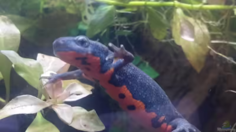 Amphibien im Aquarium - Haltung, Pflege und Besonderheiten einer faszinierenden Tiergruppe