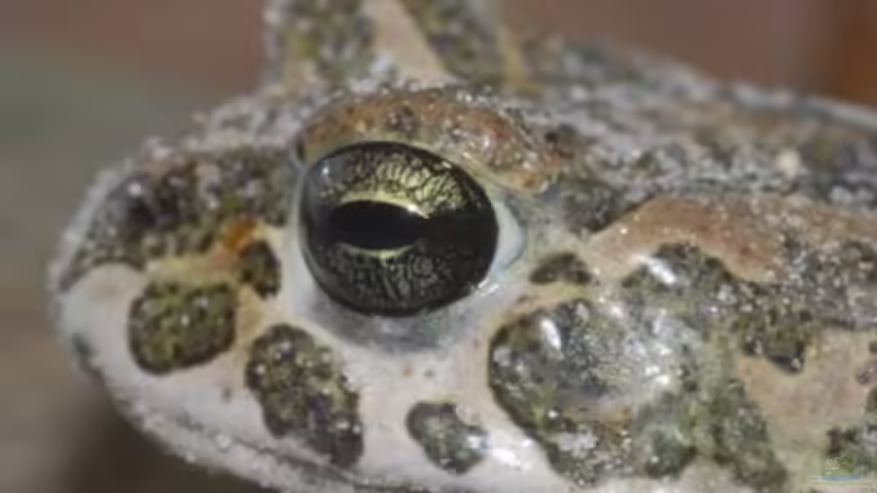 Amphibien im Zwei-Ländereck ??? ein kritischer Streifzug durch Tirol dies- und jenseits des Brenners