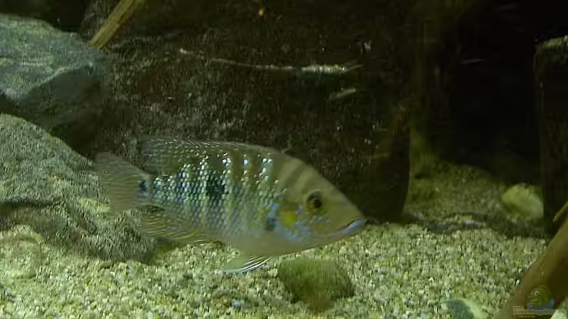 Cribroheros robertsoni im Aquarium halten (Einrichtungsbeispiele für Cribroheros robertsoni)