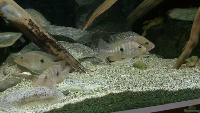 Amphilophus robertsoni group von Bert Teseling (12)