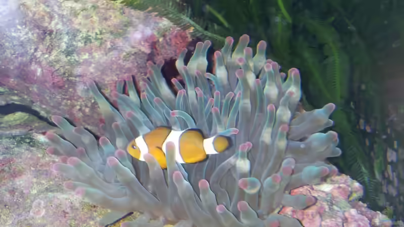 Aquarien mit Amphiprion ocellaris (Falscher Clownfisch)