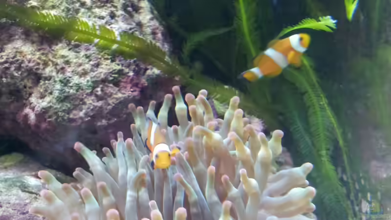Aquarien mit Amphiprion ocellaris (Falscher Clownfisch)