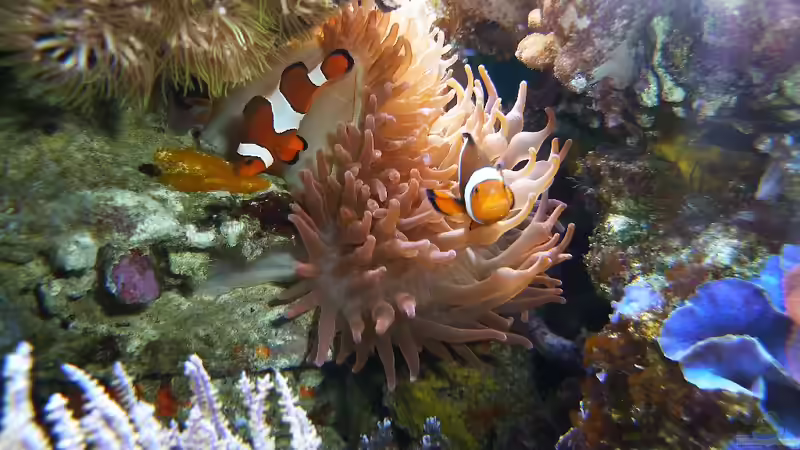 Amphiprion ocellaris - Falscher Clown - Anemonenfisch - mit Laich von Holger Höhn (7)