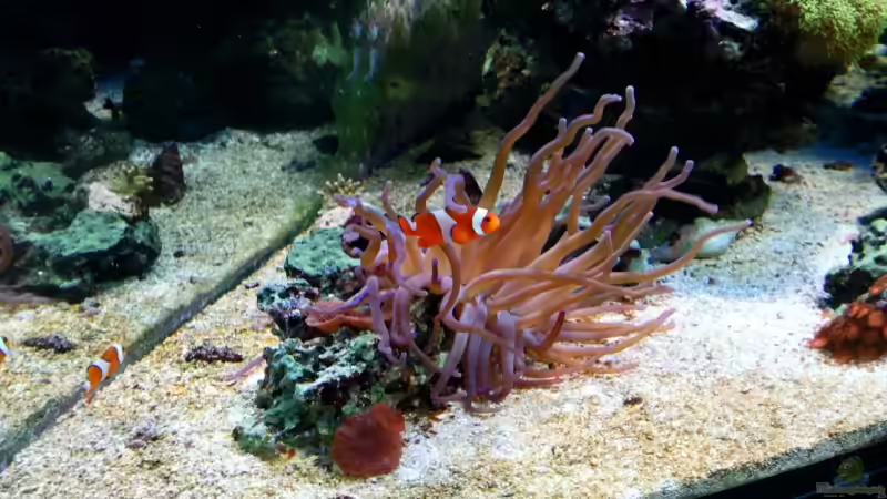 Amphiprion ocellaris - Falscher Clown - Anemonenfisch von Dirk Schäfer (32)
