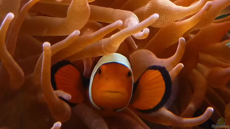 Amphiprion ocellaris - Falscher Clown - Anemonenfisch von Holger Höhn (5)
