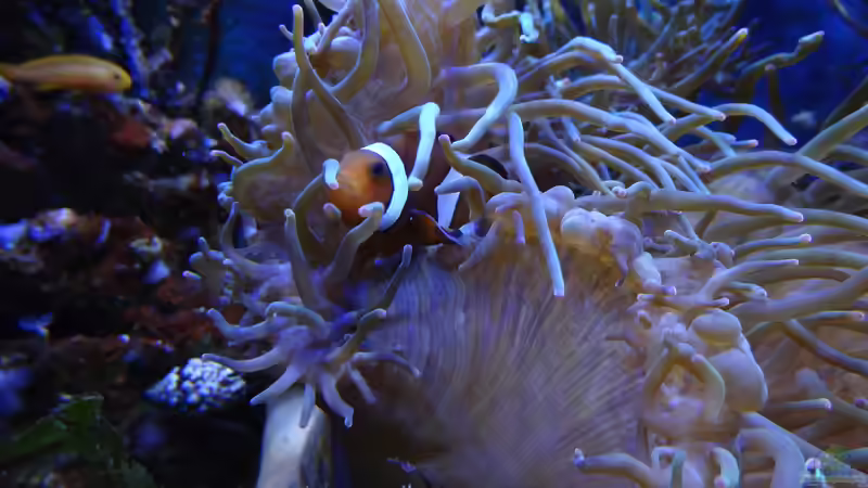 Amphiprion ocellaris - Falscher Clown - Anemonenfisch von Jens Kändler (50)
