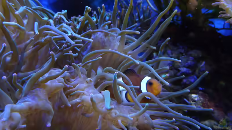 Amphiprion ocellaris - Falscher Clown - Anemonenfisch von Jens Kändler (51)