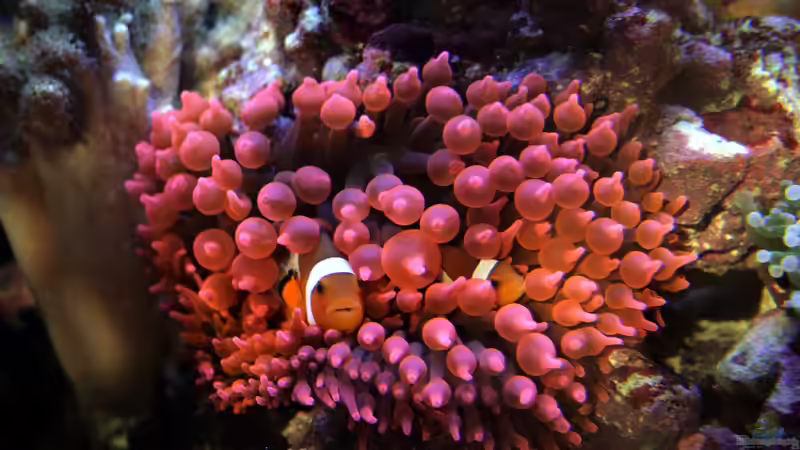 Amphiprion ocellaris - Falscher Clown - Anemonenfisch von Susanne Axt (37)