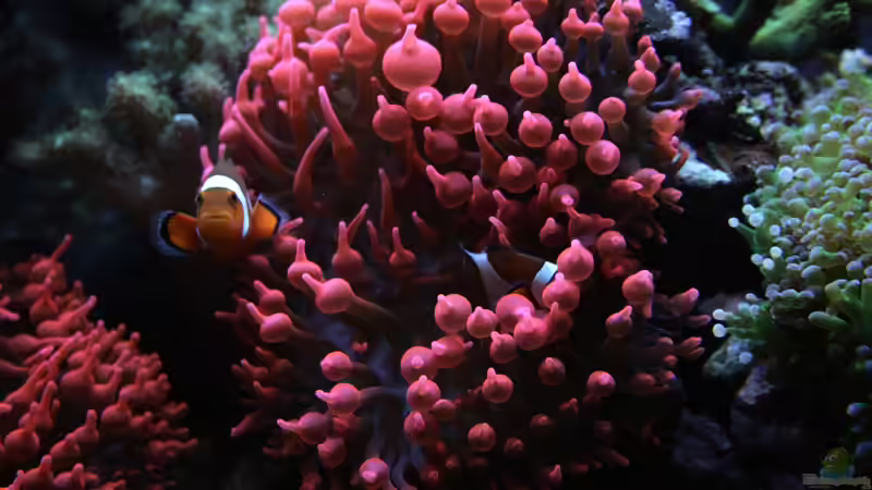 Amphiprion ocellaris - Falscher Clown - Anemonenfisch von Susanne Axt (38)
