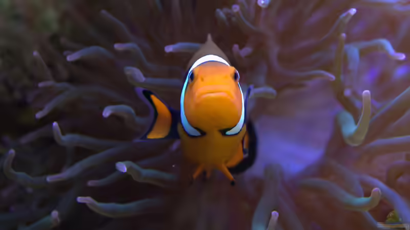 Amphiprion ocellaris ( Falscher Clown - Anemonenfisch) von Holger Höhn (6)