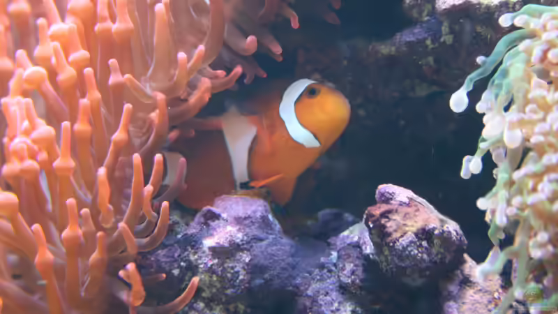 Amphiprion ocellaris beim Ablaichen von Susanne Axt (39)
