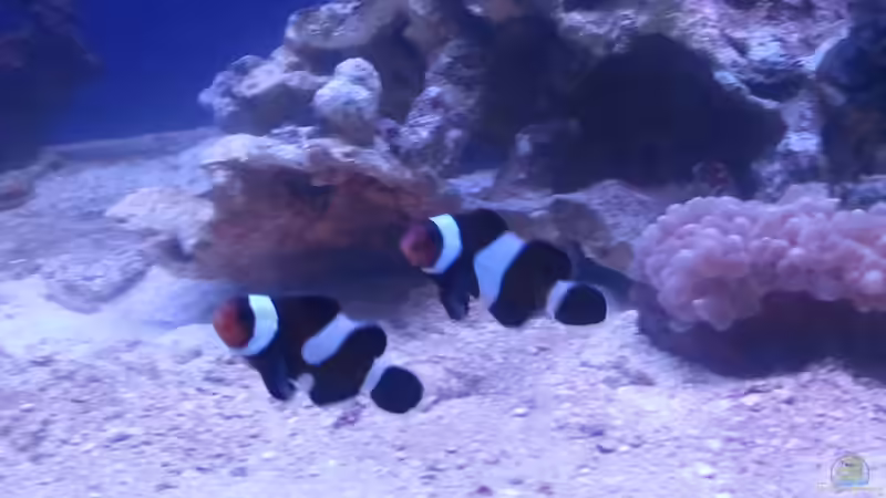 Amphiprion ocellaris black  von David F. (10)