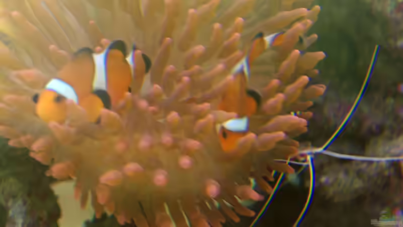 Amphiprion ocellaris in ihrer Entacmaea quadricolor von Dominik N. (44)