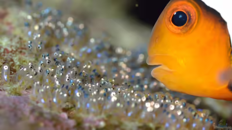 Aquarien mit Amphiprion ocellaris (Falscher Clownfisch)