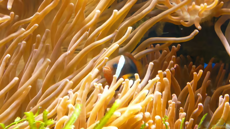 Amphiprion ocellaris selbst züchten: Vom Gelege bis zum jungen Clownfisch