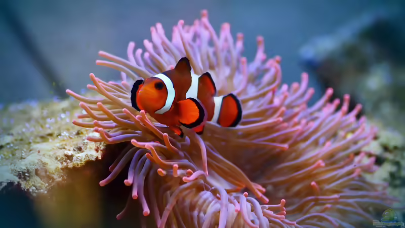 Amphiprion ocellaris selbst züchten: Vom Gelege bis zum jungen Clownfisch