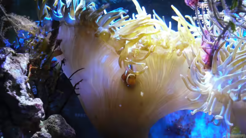 Amphiprion ocellaris von Jens Kändler (13)