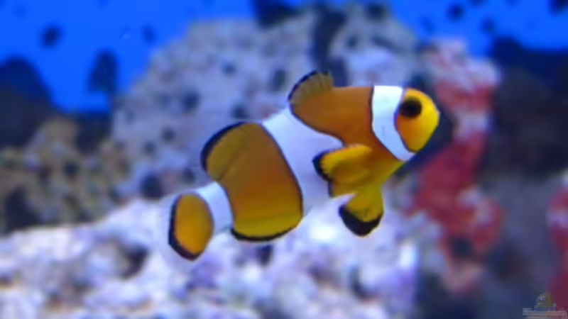 Amphiprion ocellaris von Malawigo (22)