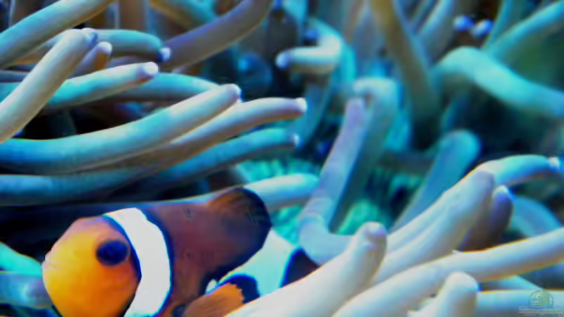 Amphiprion ocellaris von Malawigo (85)